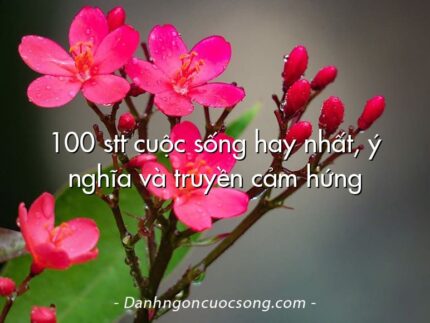 100 stt cuộc sống hay nhất, ý nghĩa và truyền cảm hứng