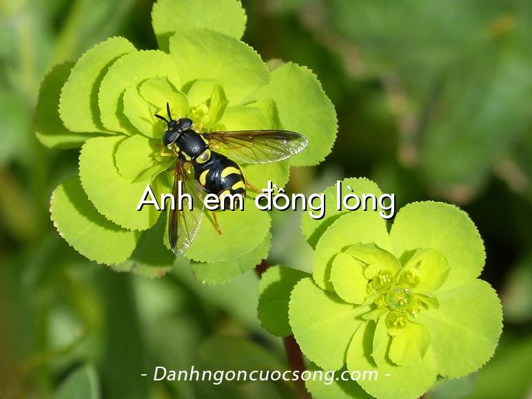 Anh em đồng lòng