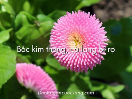Bắc kim thang, cà lang bí rợ