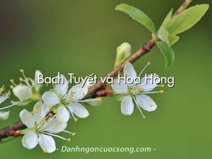 Bạch Tuyết và Hoa Hồng