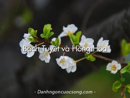 Bạch Tuyết và Hồng Hoa