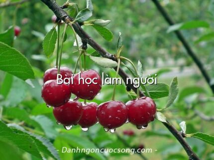 Bài học làm người