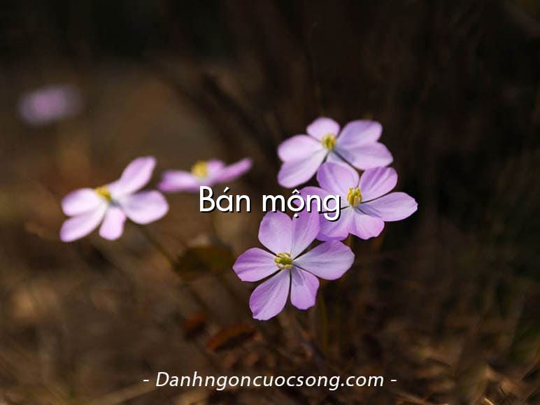 Bán mộng