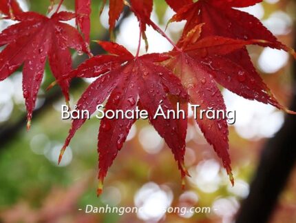 Bản Sonate Ánh Trăng