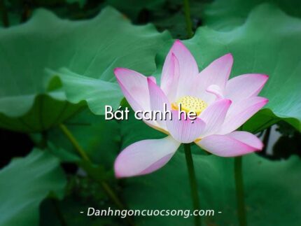 Bát canh hẹ