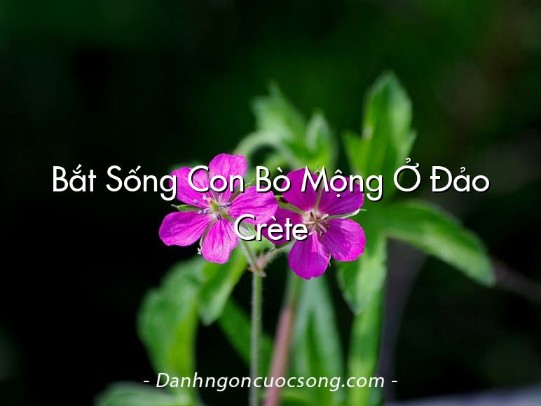 Bắt Sống Con Bò Mộng Ở Đảo Crète