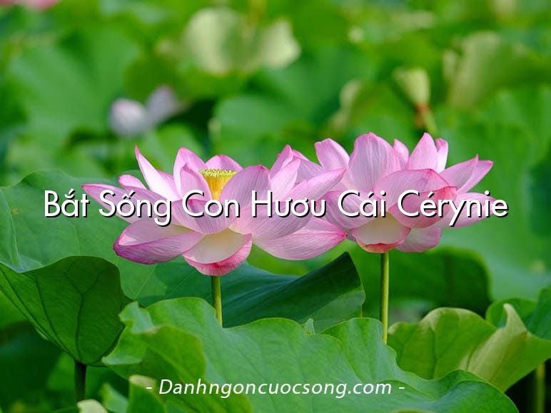 Bắt Sống Con Hươu Cái Cérynie