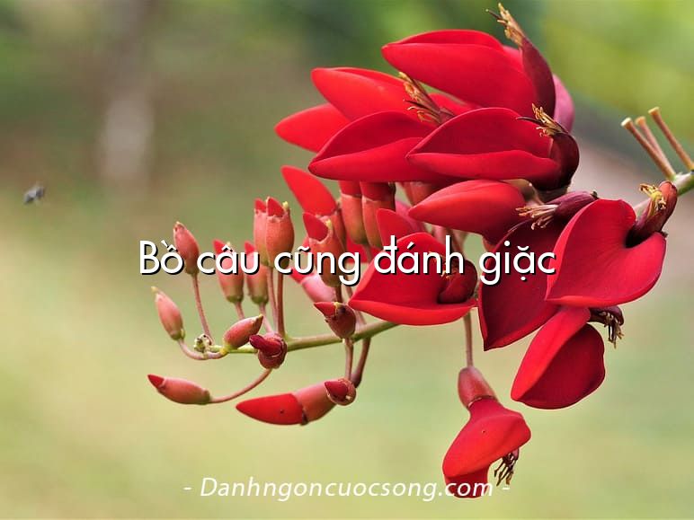 Bồ câu cũng đánh giặc