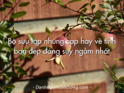 Bộ sưu tập những cap hay về tình bạn đẹp đáng suy ngẫm nhất