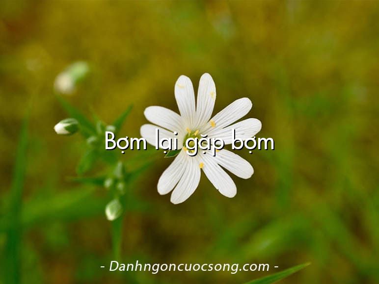 Bợm lại gặp bợm