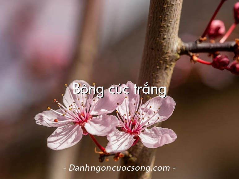 Bông cúc trắng