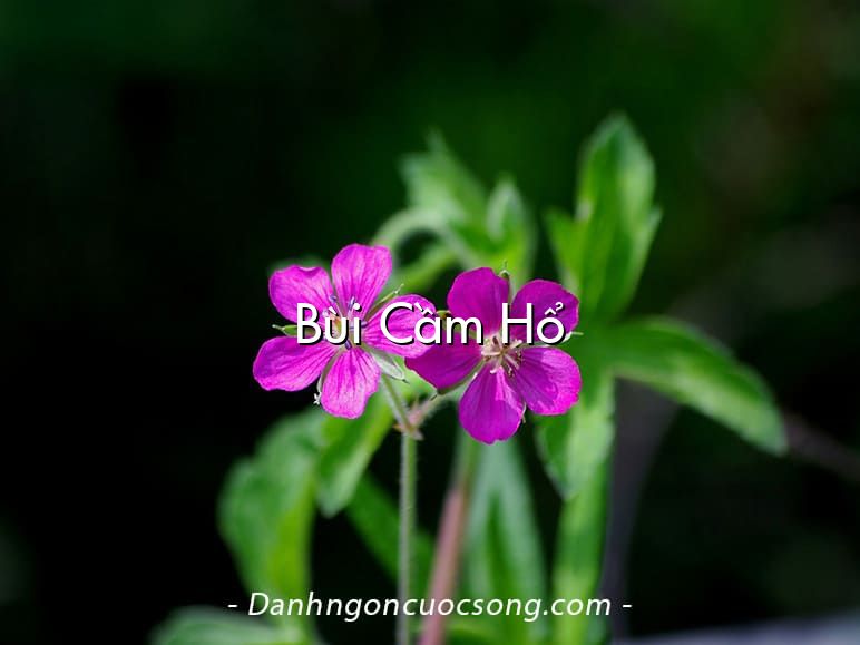Bùi Cầm Hổ