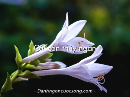 Cái cân thủy ngân