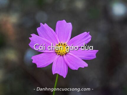 Cái chén gáo dừa