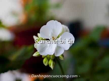 Cái chết bí ẩn