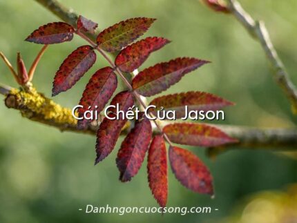 Cái Chết Của Jason