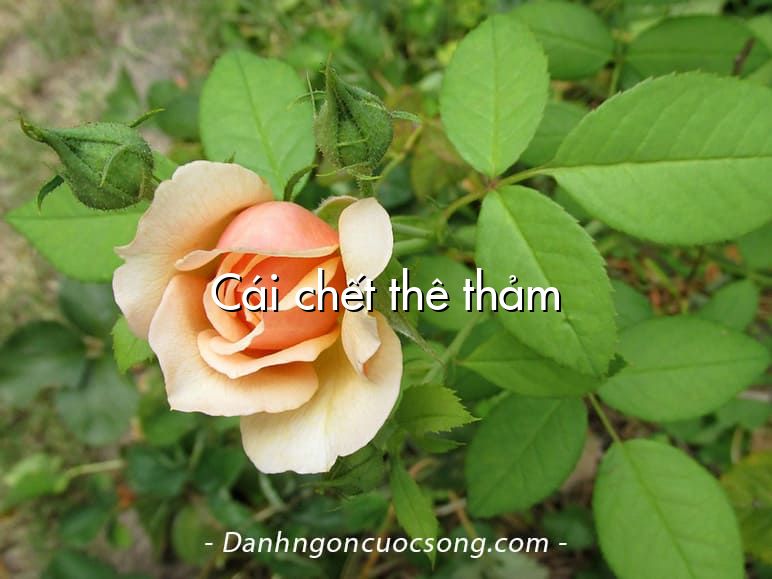 Cái chết thê thảm