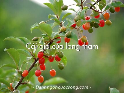 Cái giá của lòng tham