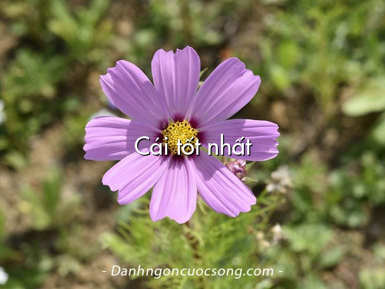 Cái tốt nhất