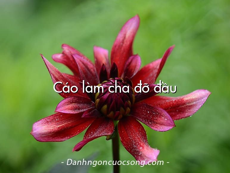 Cáo làm cha đỡ đầu