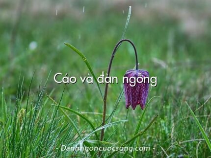 Cáo và đàn ngỗng