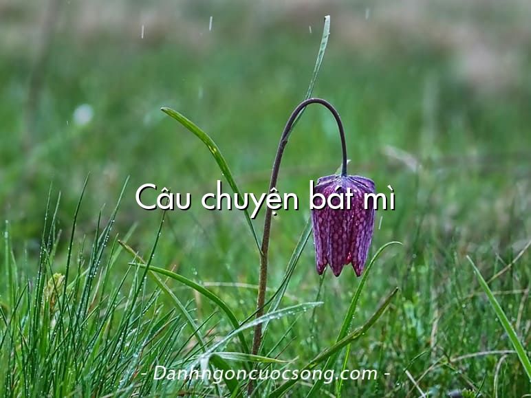 Câu chuyện bát mì