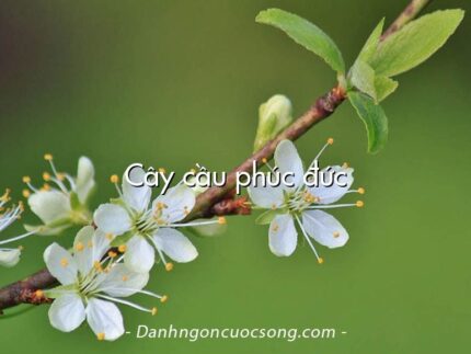 Cây cầu phúc đức