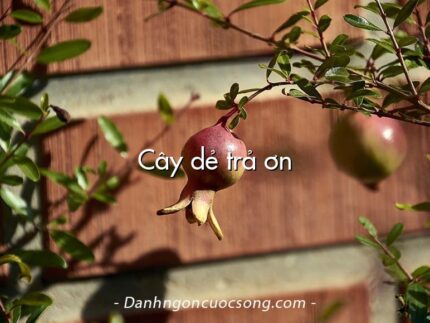 Cây dẻ trả ơn