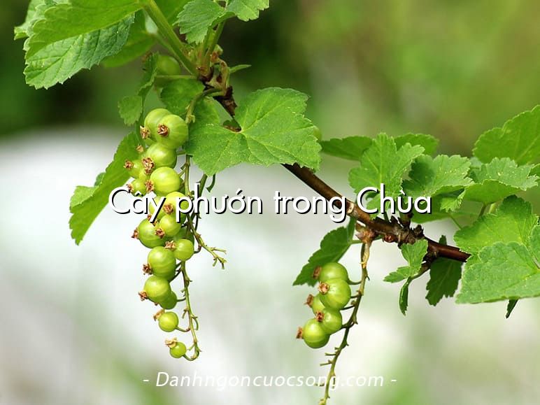 Cây phướn trong Chùa