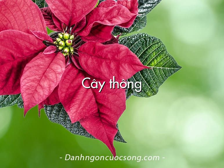 Cây thông