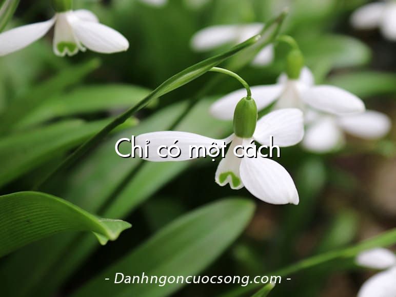 Chỉ có một cách