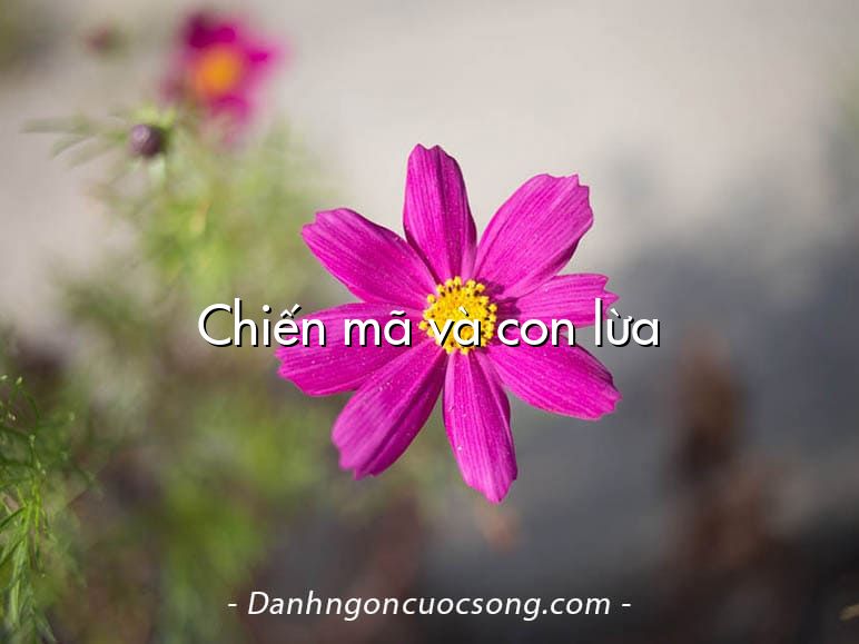 Chiến mã và con lừa