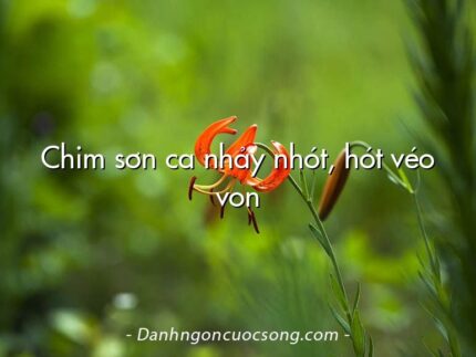 Chim sơn ca nhảy nhót, hót véo von