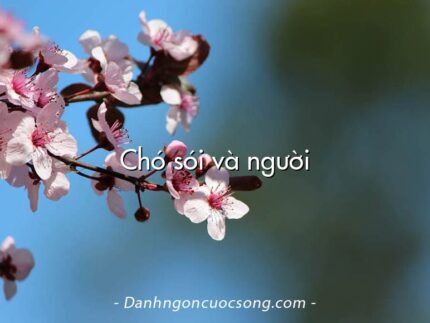 Chó sói và người