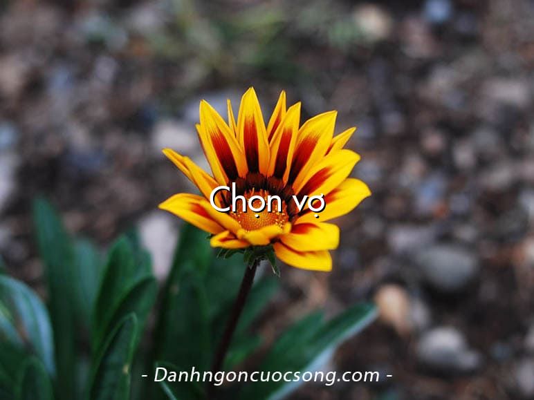 Chọn vợ