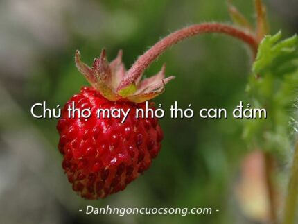Chú thợ may nhỏ thó can đảm