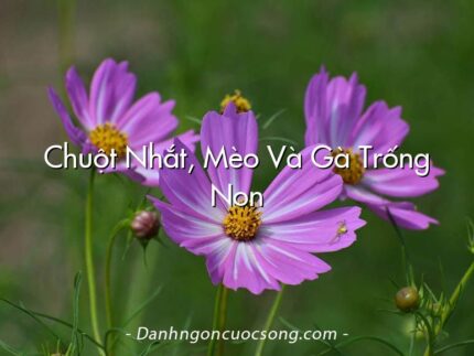 Chuột Nhắt, Mèo Và Gà Trống Non