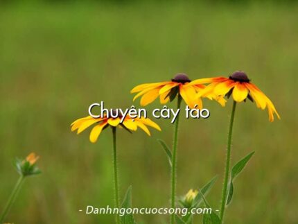 Chuyện cây táo
