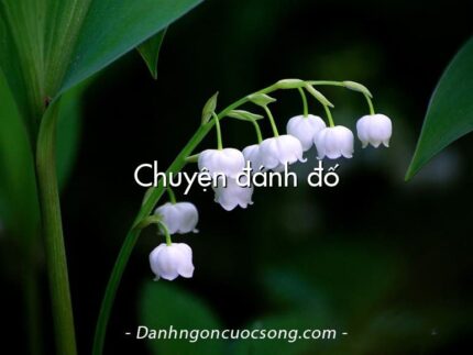 Chuyện đánh đố