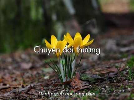 Chuyện đời thường