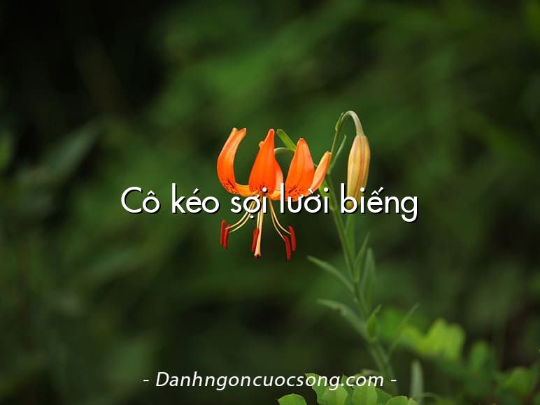 Cô kéo sợi lười biếng