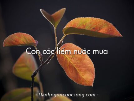Con cóc liếm nước mưa
