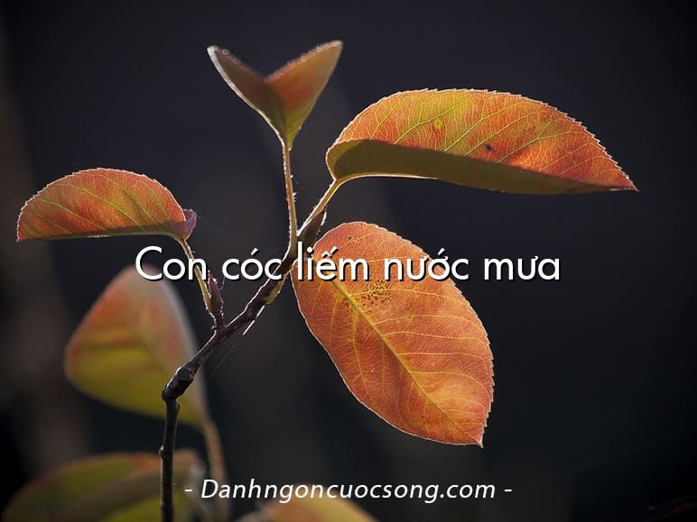 Con cóc liếm nước mưa