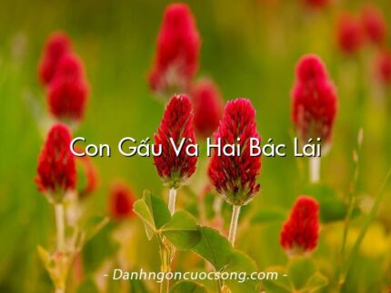 Con Gấu Và Hai Bác Lái