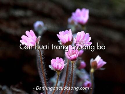 Con hươi trong chuồng bò