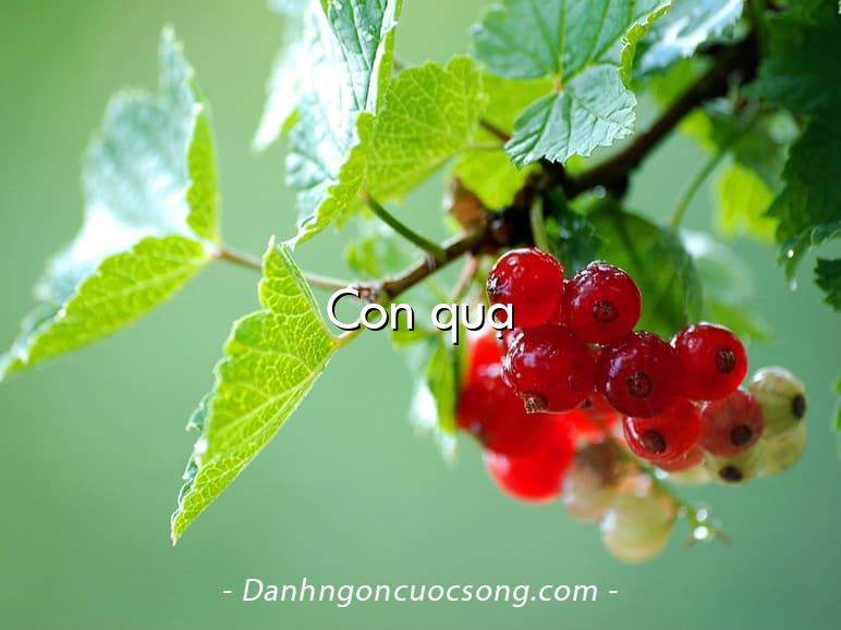 Con quạ