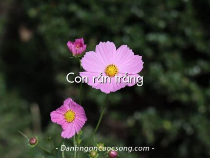 Con rắn trắng