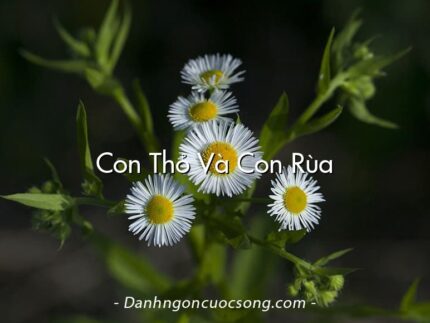 Con Thỏ Và Con Rùa