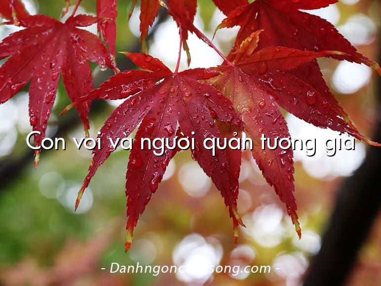 Con voi và người quản tượng già