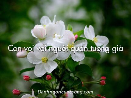 Con voi với người quản tượng già
